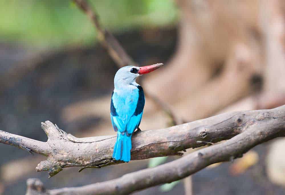 Mikumi all-inclusive safari package